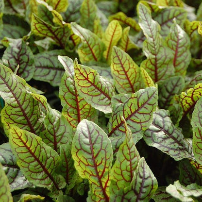 Seeds Herb Sorrel Bloody Dock Red Veined - 100 Seeds