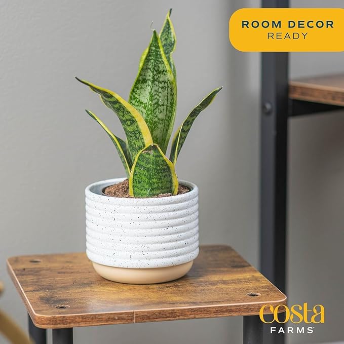 Costa Farms Snake Plant, Small Live Plant in Plastic Pot, Easy to Maintain, Air Purifying Succulent Indoor Houseplant Assorted Variety, Perfect for Home, Room, or Office Décor Gift, 8-12 Inches Tall