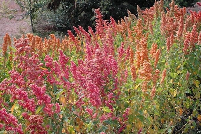 Chenopodium quinoa plant Seeds- Rainbow -Hot pink Red,Orange,Yellow,White,Green