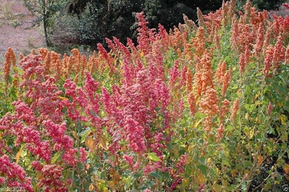 Chenopodium quinoa plant Seeds- Rainbow -Hot pink Red,Orange,Yellow,White,Green