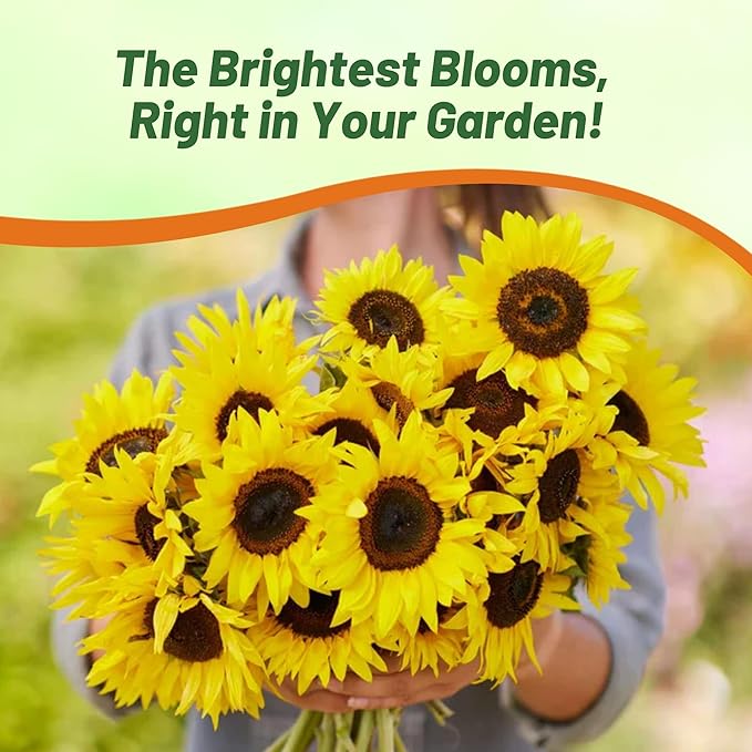 Outsidepride Dwarf Sunspot Sunflower Seeds for Planting - 1/4 Lb. Annual, Easy to Grow Flower Seeds w/Vibrant, Abundant Blooms for Cut Flower Arrangements & Pollinator & Vegetable Gardens