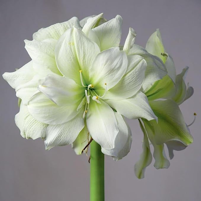 Chalily Amaryllis Potting Soil Perfect Planting Indoor & Outdoor House Tropical Mix Well Draining Houseplant Gardening Dirt Flower Paperwhites Hyacinth Premium Garden Poting (4 qt)