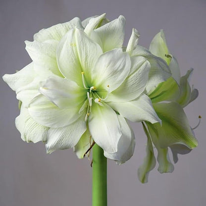 Chalily Amaryllis Potting Soil Perfect Planting Indoor & Outdoor House Tropical Mix Well Draining Houseplant Gardening Dirt Flower Paperwhites Hyacinth Premium Garden Poting (4 qt)