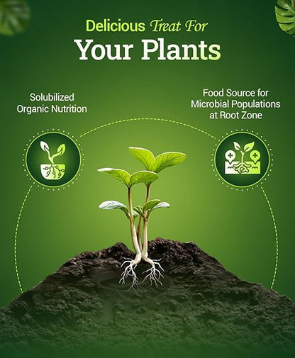 FoxFarm Bush Doctor Bembé Sweet & Dandy Liquid Plant Fertilizer - Boosts Plant Sweetness & Soil Microbes, Complex Nutrient Blend - 0-1-3 PK Fertilizer for In-Ground & Hydroponic Gardens - 1 Quart