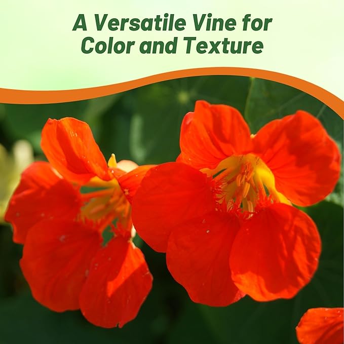Outsidepride Orange Spitfire Nasturtium Seeds - 200 Pcs Annual, Easy to Grow & Versatile, Flower Seeds for Planting Vibrant Orange-Scarlet Blooms, Ideal for Gardens, Borders, and Pollinator Gardens