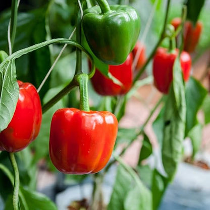 Big A Pepper Fertilizer – 12 oz Premium Organic Fertilizer for Peppers – Organic Plant Food for Garden – Gardening Nutrients for Crispy and Delicious Veggies of All Types