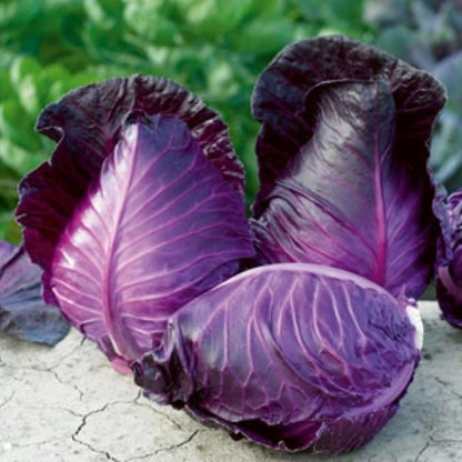 Seeds Red Kalibos Cabbage Giant Non GMO Vegetable for Planting