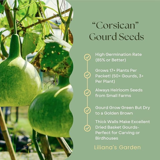 Corsican Gourd Seeds – Hard-Shelled Basket Type Gourds with Thick Walls | Liliana's Garden |