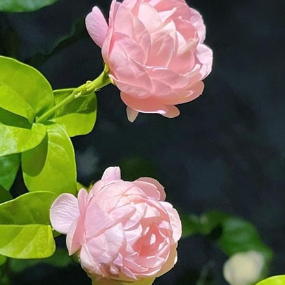 Mix Climbing Double Jasmine Seeds for Planting, 250+pcs Perennial Fragrant Climbing Jasmine Flower Seeds Plants, Heirloom Non-GMO Beauty Climber Flowers for Home Garden Outdoors
