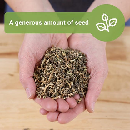 Sow Right Seeds - Bulk Ball’s Orange Calendula Seeds for Planting - 1 Ounce, 2800 Seeds - Non-GMO Heirloom Jumbo Pack with Instructions to Plant a Garden - Grow Loads of Orange Blooms for Pollinators