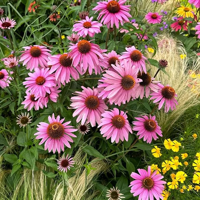 1000+ Echinacea Purpurea Seeds for Planting, Mixed Color Echinacea Coneflower Seeds, Perennial Cone Flower Seed for Home Garden, Potted Decoration