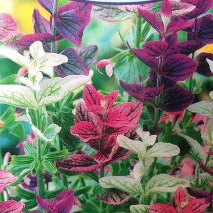 Seeds Flowers Clary Tricolor Mix Annual - 100 Seeds