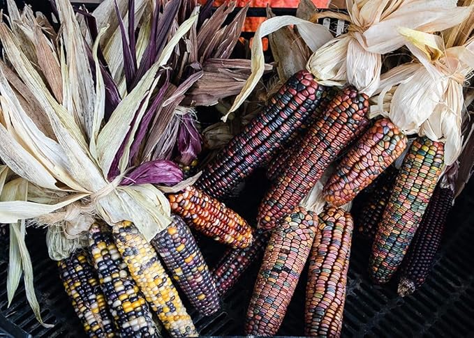 Seeds Corn Multicolor Montana Sweet Purple Yellow Red Garden Heirloom Vegetable for Planting Non GMO
