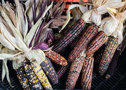 Seeds Corn Multicolor Montana Sweet Purple Yellow Red Garden Heirloom Vegetable for Planting Non GMO