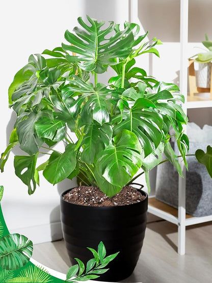 6.4QT Monstera Soil Potting Mix - Natural Organic Tropical Plant Soil for Improving Growth Rate, Sustainable Houseplants Growing Media for Indoor Bonsai Succulents Moisture Retention Drainageq