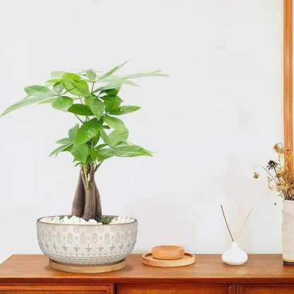 8 Inch Ceramic Succulent Planter Pots with Drainage Hole Flower Pot for Indoor Plants Round Shallow Bonsai Pot with Bamboo Tray White