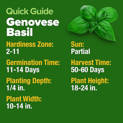 HOME GROWN Non GMO Genovese Basil Seeds Pack 1,750+ High Germination Heirloom Seeds (Ocimum basilicum) Herb Seeds for Planting Indoor & Outdoor Gardening, for Culinary Use