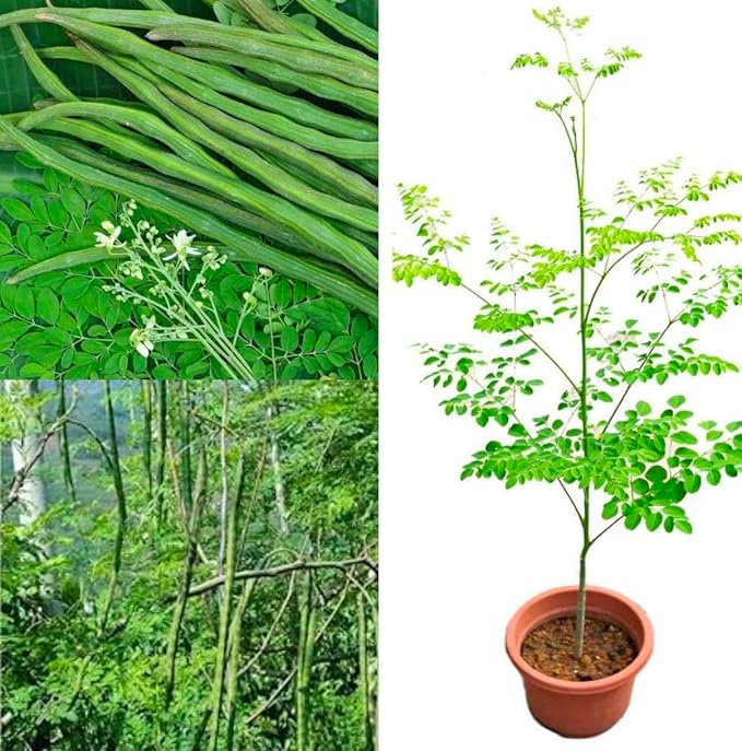 100 Moringa Seeds Approx | Moringa Seeds for Planting | Edible, Excellent Germination | Premium Grade PKM1 | Semillas de Moringaa Seed for Eating | Malunggay