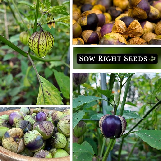 Sow Right Seeds - Purple Tomatillo Seeds for Planting - Non-GMO Heirloom Packet with Instructions to Plant an Outdoor Home Vegetable Garden - Mexican Husk Tomato - Ground Cherries Great for Salsa (1)