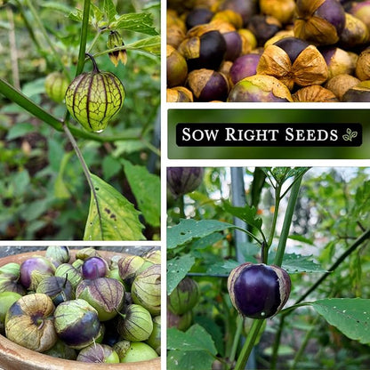 Sow Right Seeds - Purple Tomatillo Seeds for Planting - Non-GMO Heirloom Packet with Instructions to Plant an Outdoor Home Vegetable Garden - Mexican Husk Tomato - Ground Cherries Great for Salsa (4)