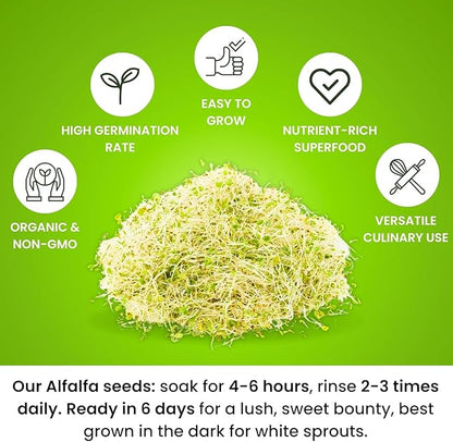 Premium USA Alfalfa Seeds for Sprouting & Microgreens with High Germination Rate. (4oz)