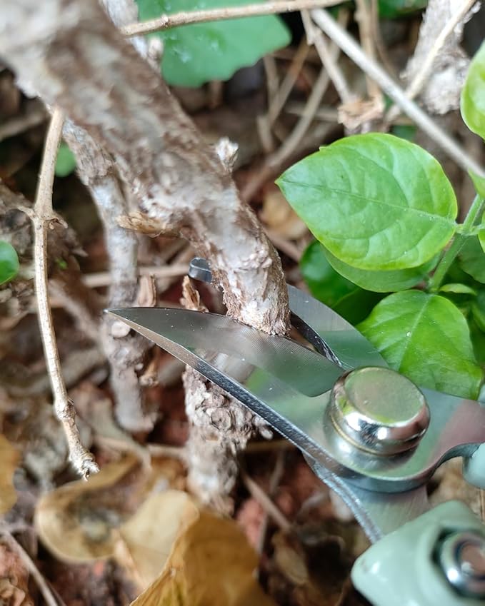 Fondwell 6" Gardening Shears Hand Pruners: Lightweight Garden Trimmers with Bypass Blades - Reliable Bonsai Cutters for Small Plants