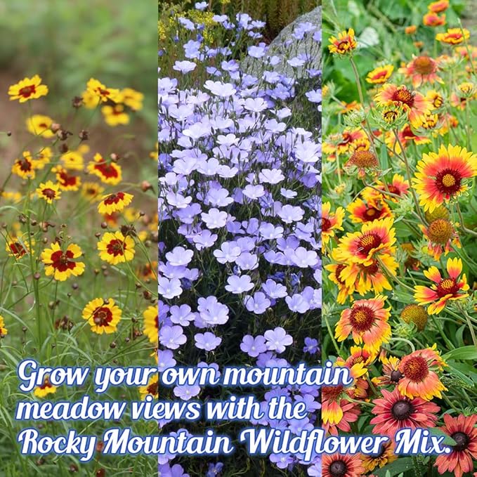 Rocky Mountain Wildflower Seed Mix 1oz - Premium Wildflower Seed Mix for High Mountain Elevations 1 oz
