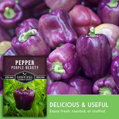 Purple Beauty Bell Pepper Seeds for Planting | Heirloom Sweet Purple Bell Peppers for Home Gardens – Non-GMO Open-Pollinated – Survival Garden Seeds (5 Packs)