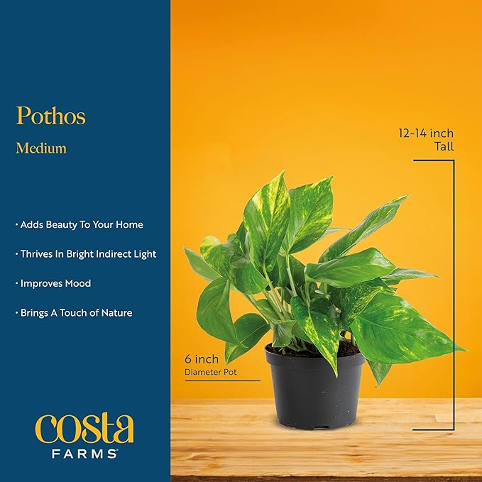 Costa Farms Golden Pothos Live Plant, Devil's Ivy in Decorative Pot, Easy to Maintain, Air Purifying Indoor Houseplant, Home, Room, or Office Decor, House Warming or Birthday Gift, 12-14 Inches Tall