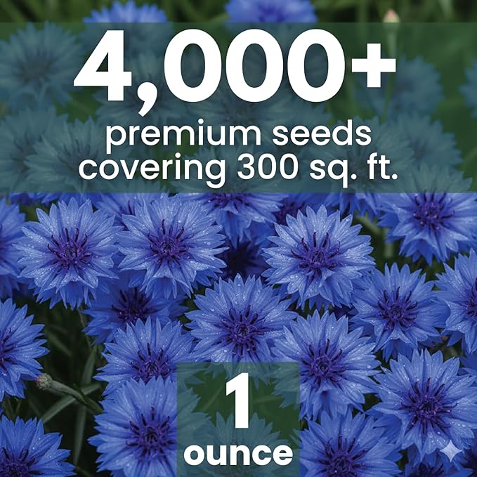 Blue Cornflower – 4,000 Seeds for Planting – 2026 Season – 1 Ounce Pouch