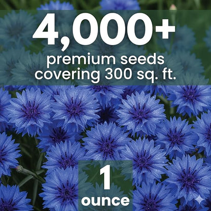 Blue Cornflower – 4,000 Seeds for Planting – 2026 Season – 1 Ounce Pouch
