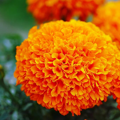 Park Seed Whopper Orange Marigold Flower Seeds – Giant 4-Inch Double Blooms, Bright Orange Color, Botrytis-Tolerant, Compact and Sturdy Plants for Beds, Borders, or Containers – Pack of 25