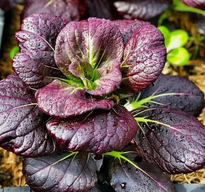 200PCS Purple Lady Bok Choy Seeds Bok Choi Brassica Rapa Vegetable Seeds