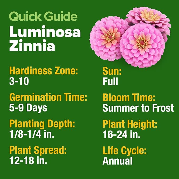 HOME GROWN Pink Zinnia Seeds – 600 Luminosa Zinnias 0.5g, Easy to Grow Annual Flower Seeds for Planting Outdoors for 2026, Fast Blooming, Heat Tolerant Herb Seed Garden Companion (Zinnia elegans)