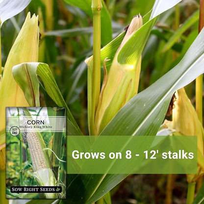 Sow Right Seeds - Hickory King White Corn Seeds for Planting - Non-GMO Heirloom Packet with Instructions to Plant & Grow an Outdoor Home Vegetable Garden - Rare Cream Color, Large Stalks and Ears (3)