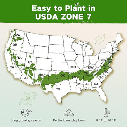 Lush&Dew Year-Round USDA Zone 7 Seed Bank, Gift for Mom Dad, 32 Varieties Non-GMO Heirloom Seeds of Vegetables Flowers, Gardening Gifts for Women Men, Survival Kit for Raised Garden Bed Greenhouse