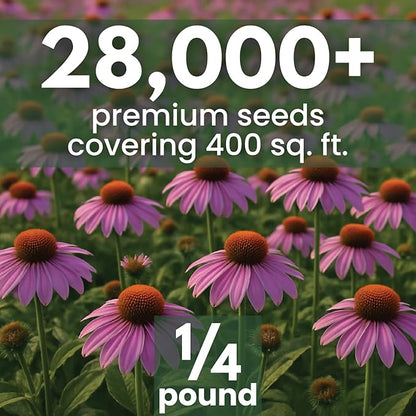 Purple Coneflower – 28,000 Seeds for Planting – 2026 Season – 4 Ounce Pouch