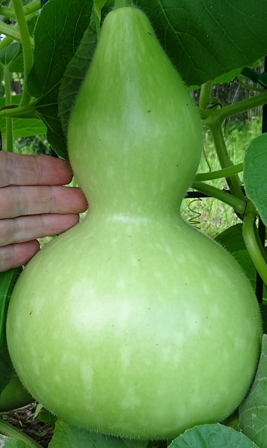 Seeds Bottle Gourd - Calabash - Lagenaria - Heirloom Vegetable - GMO Free