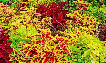 100PCS Coleus Seeds Rainbow Mix Pollinator Bumble Bee Houseplants Shade Garden Plant Seeds
