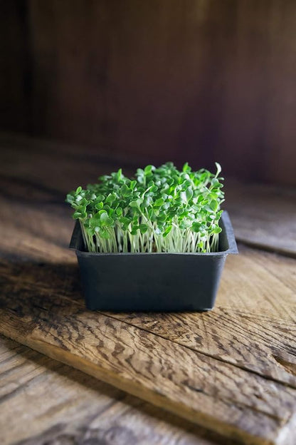 Heirloom Sprouting & Microgreen Seed Variety Pack | Contains Waltham 29 Broccoli Sprouting Seeds, Rainbow Radish Sprouting Seeds Mix & Superfood Microgreen Mix | Non-GMO | Rainbow Heirloom Seed Co.