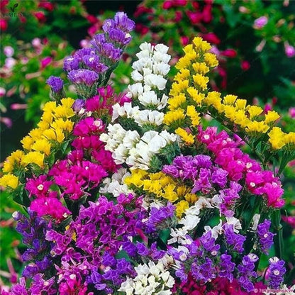 Wavyleaf Sea Lavender (Limonium, Statica) Mix Seeds Annual Flowers Herbs for Planting Non GMO 80 Seeds