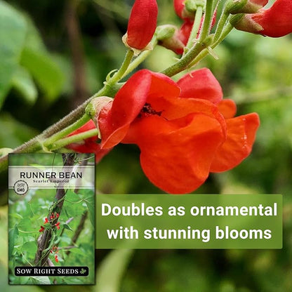 Sow Right Seeds - Scarlet Emperor Runner Bean Seeds for Planting - Non-GMO Heirloom Packet with Instructions to Plant & Grow an Outdoor Home Vegetable Garden - Tall and Fast Growing Vining (3)