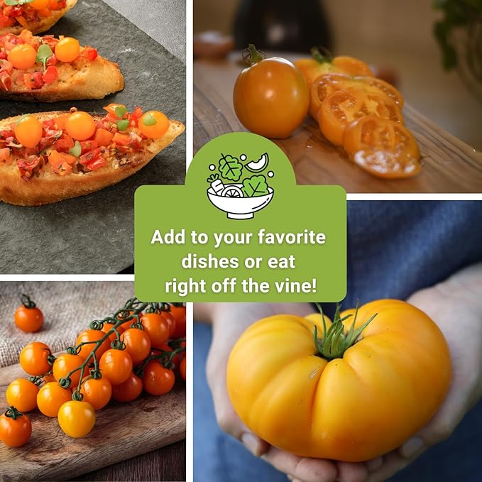 Sow Right Seeds - Yellow and Orange Tomato Seed Collection for Planting - Brandywine, Jubilee, Kellogg’s Breakfast, Yellow Pear & Cherry - Non-GMO Heirloom Varieties to Plant a Home Vegetable Garden
