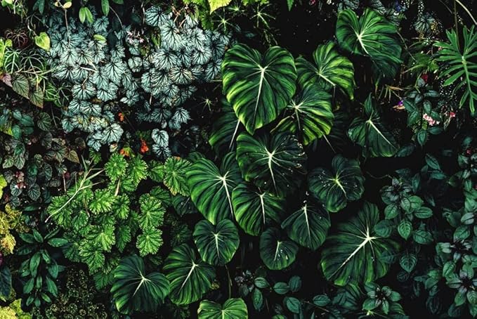 Gardenera Premium Aroid Potting Mix - 10 Quart - Soil Free Blend for Aroids - Growing Medium for House Plant (2 Bags of 5 Quart)