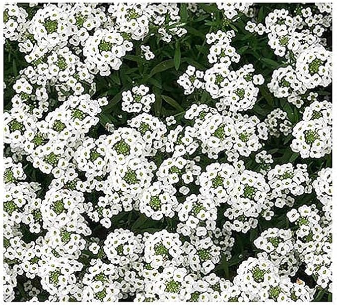 1 Oz Alternative Lawn Wildflower Seed Mix - Water Saving Ground Cover - Marde Ross & Company