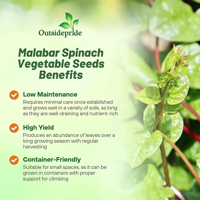 Outsidepride Basella Rubra Malabar Spinach Seeds - 100 Pcs. Perennial, Humid & Heat-Tolerant, Nutrient-Rich Herb Seeds for Planting Edible Vegetables, Ideal for Cooking & Edible Landscaping
