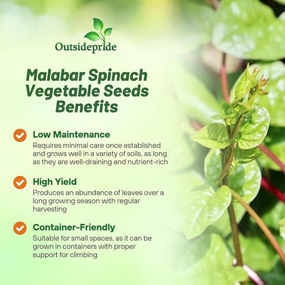 Outsidepride Basella Rubra Malabar Spinach Seeds - 200 Pcs. Perennial, Humid & Heat-Tolerant, Nutrient-Rich Herb Seeds for Planting Edible Vegetables, Ideal for Cooking & Edible Landscaping