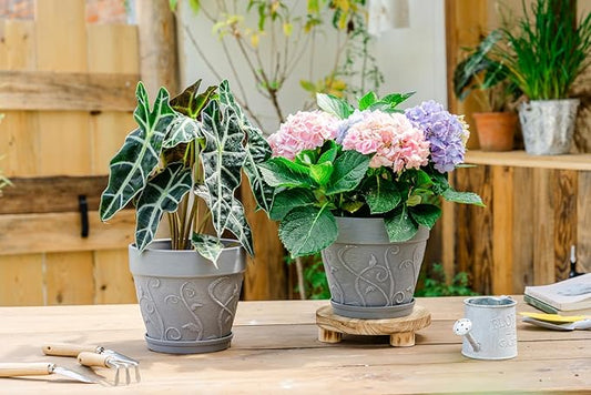 Melphoe Plant Pots Indoor with Drainage & Saucer, 2Pack 8 inch Flower Pots Outdoor Planters for Indoor Plants Garden Home Decor Cactus Succulent, Rigid Plastic (Imitation-Terracotta) Vine-Embossed