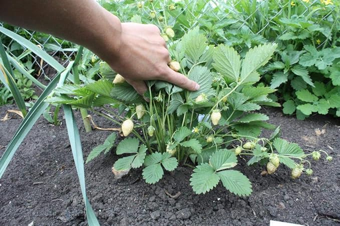 Seeds Alpine Strawberry Yellow Wonder Everbearing Climbing Heirloom Fruits for Planting Non GMO