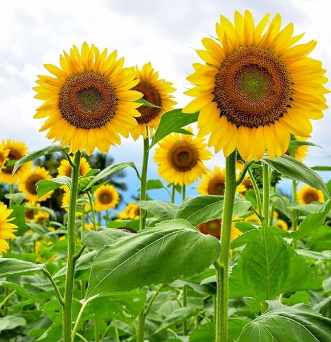 Mammoth Sunflower Seeds for Planting - Grow Giant Sun Flowers in Your Garden - 50 Non GMO Heirloom Seeds - Full Planting Instructions for Easy Grow - Great Gardening Gifts (5 Packets)